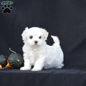 Winston, Maltese Puppy